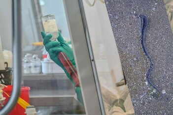 Поляки отреагировали на данные о новом допинге: российские спортсмены готовятся к возвращению?